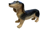 Dachshund