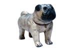 Pug